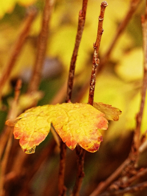 Drzewo natura las oddział