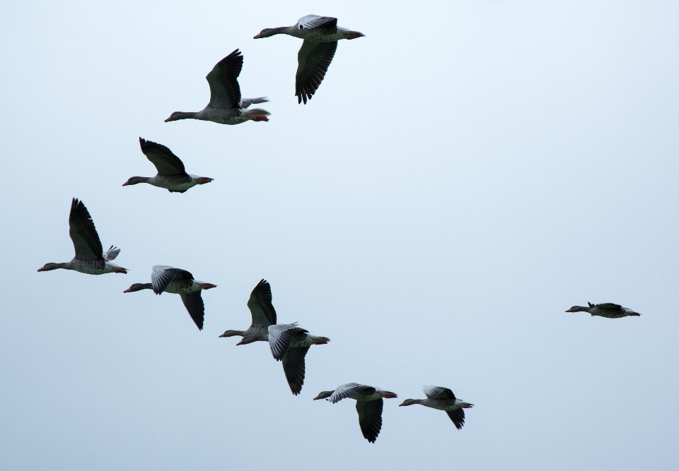 Burung sayap langit kawanan
