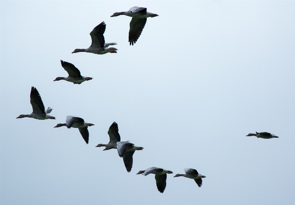 Foto Pájaro ala cielo rebaño
