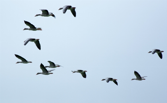 鳥 羽 空 群れ
 写真