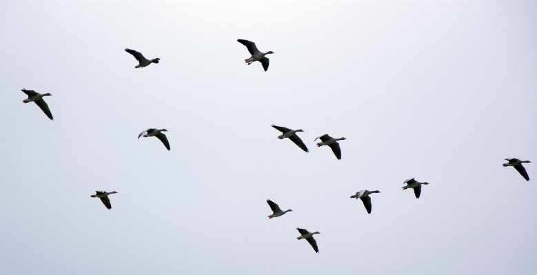 Foto Burung sayap langit kawanan
