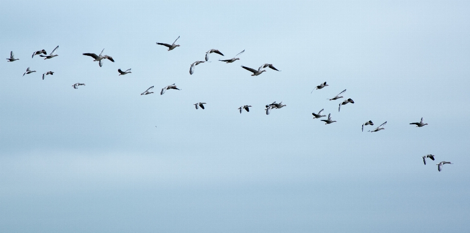 Oiseau aile ciel troupeau
