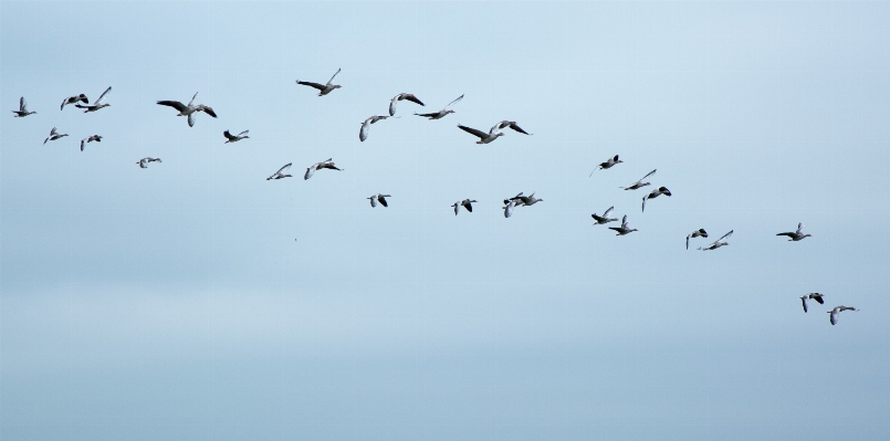 鳥 羽 空 群れ
 写真