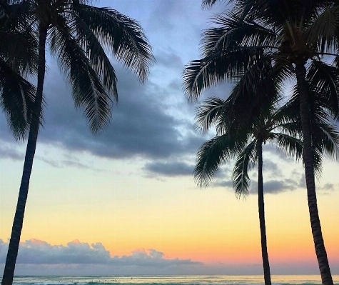 ビーチ 海 海岸 木 写真