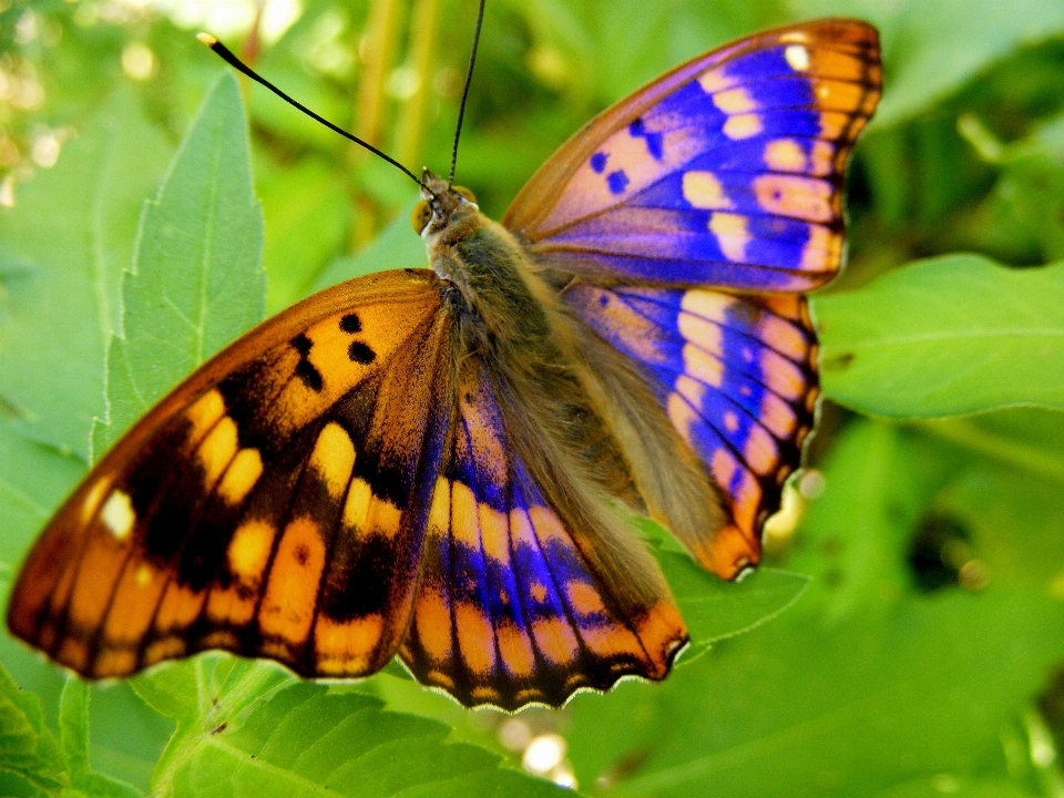 Natura erba ala foglia