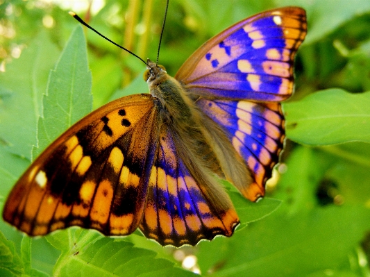 Nature grass wing leaf Photo