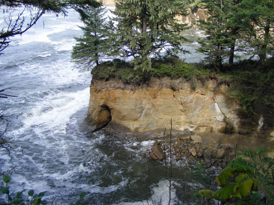 Mer côte arbre eau