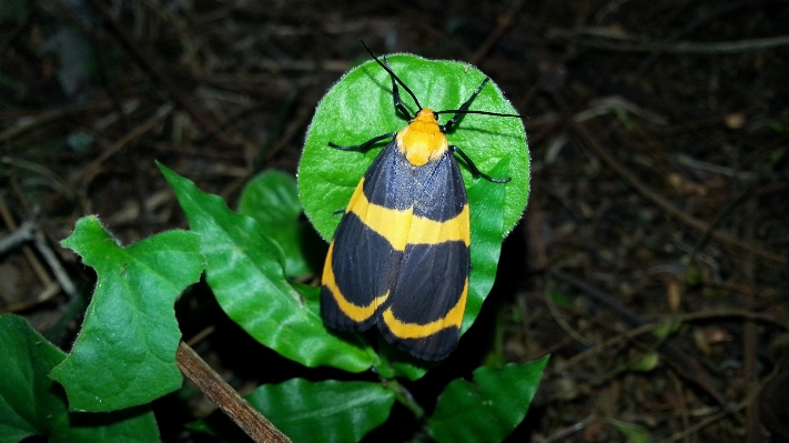 Foto Natureza folha flor animal