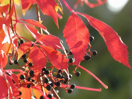 Tree branch blossom plant Photo