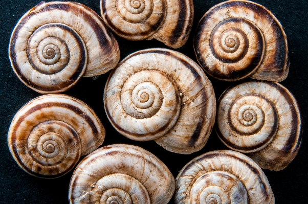 Structure spiral brown invertebrate Photo