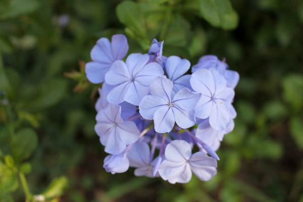 Foto Paisagem natureza grama florescer