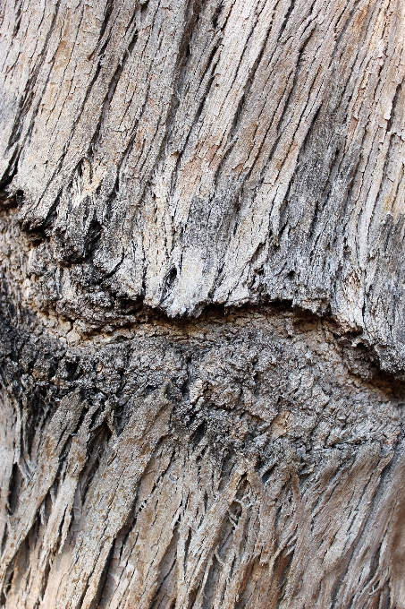 Tree nature rock branch