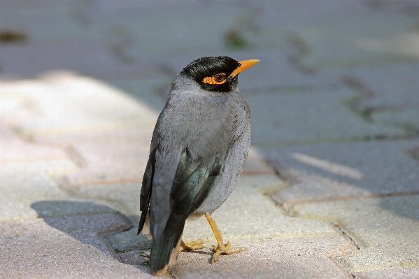 自然 鳥 ペン 動物 写真