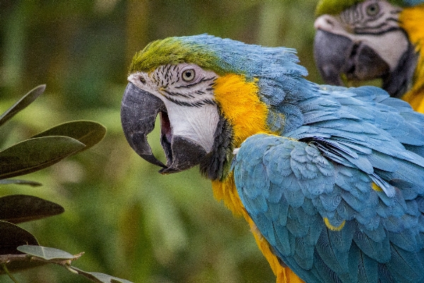 Foto Alam burung sayap imut-imut