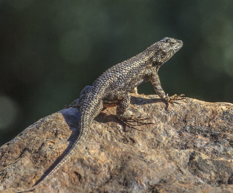 Foto Natureza animal animais selvagens bicho de estimação