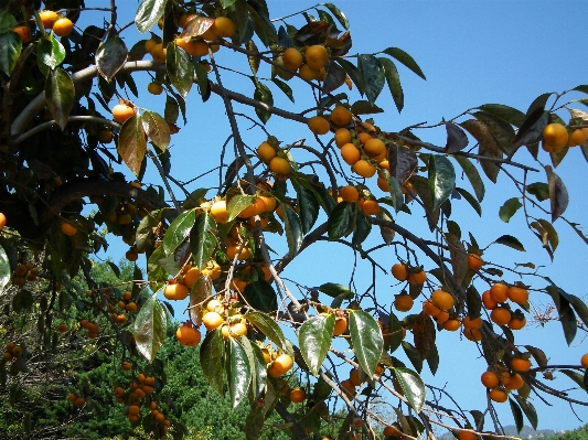 Foto Pohon cabang tanaman buah