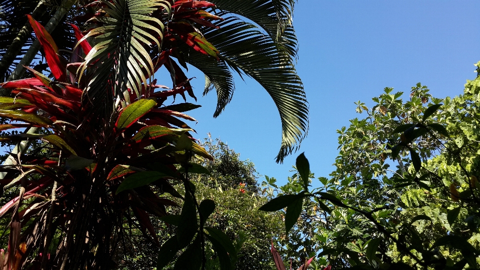 景观 树 森林 植物