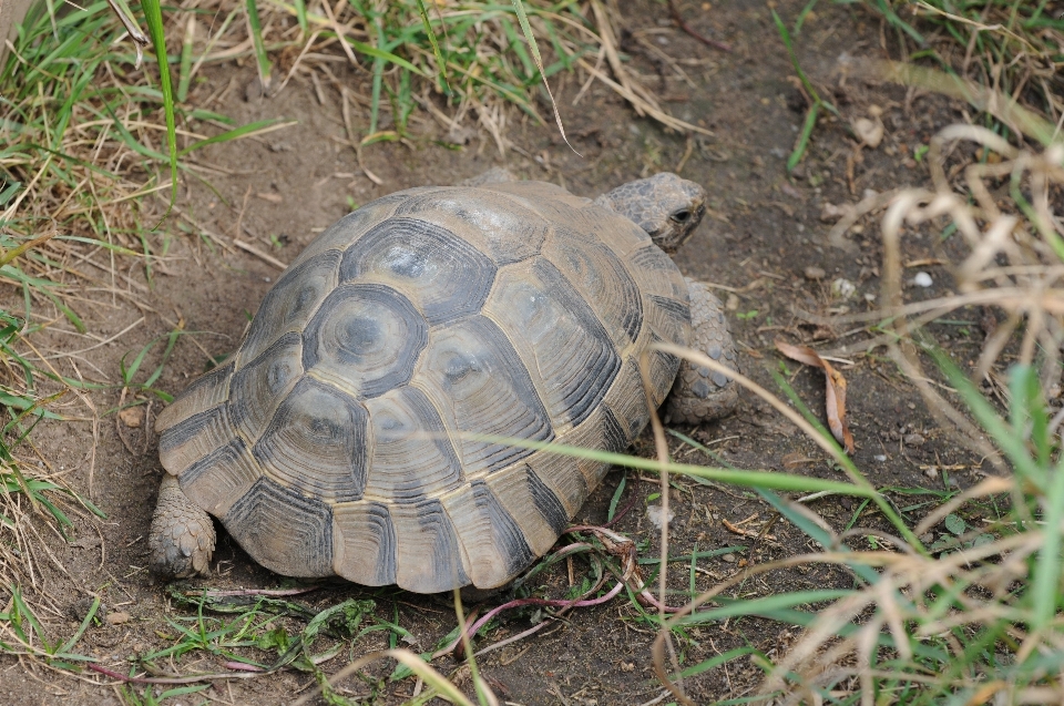 Satwa margasatwa penyu reptil