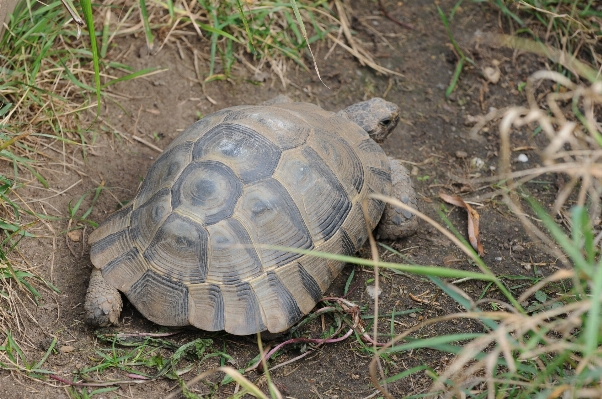 Animal wildlife turtle reptile Photo