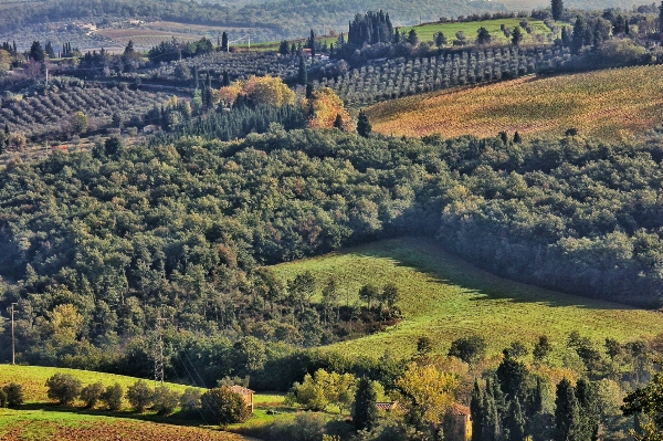 Foto Paesaggio albero foresta montagna