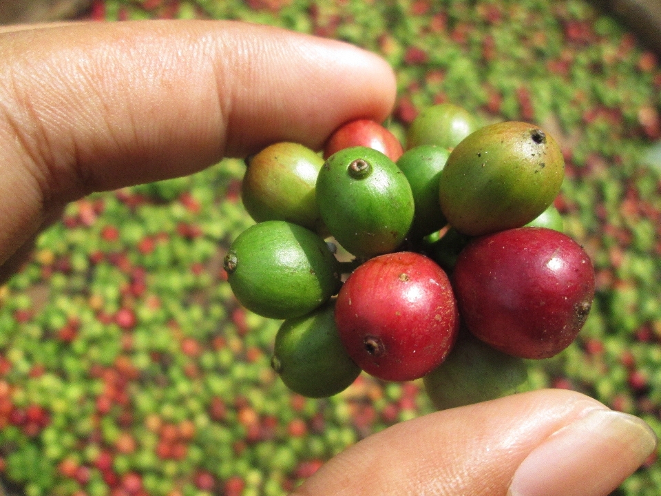 Tree coffee plant fruit