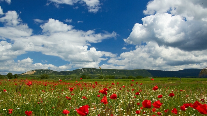 Landscape nature grass horizon Photo