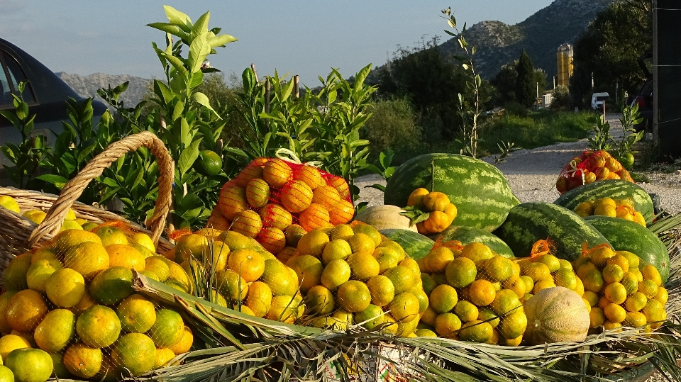 Planta fruta alimento mediterráneo