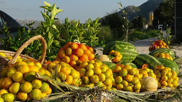 植物 フルーツ 食べ物 地中海 写真