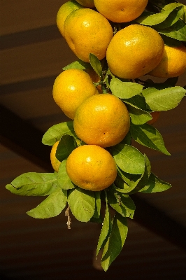 Branch plant fruit flower Photo