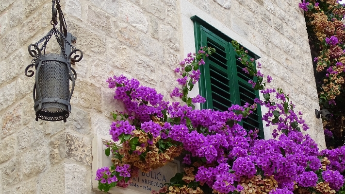 Flower purple wall spring Photo