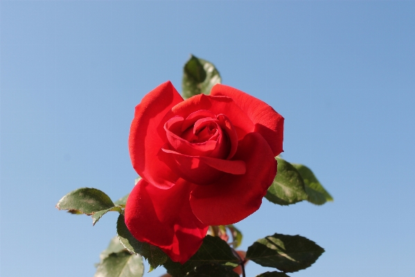 Blossom plant flower petal Photo