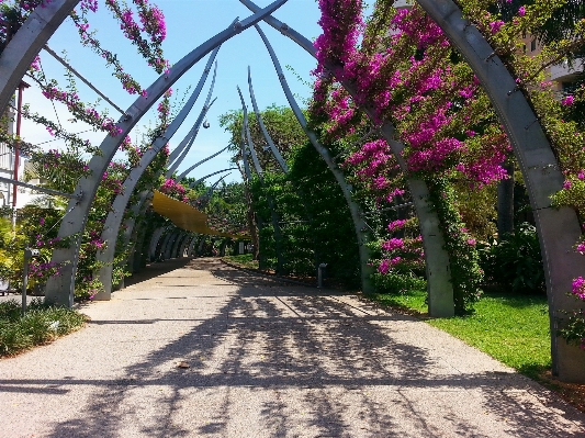 Plant flower walkway arch Photo