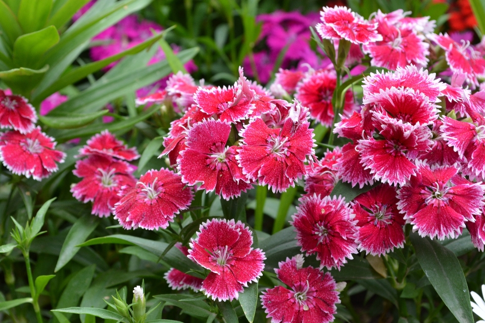 Nature plant flower petal