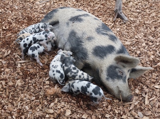 Foto Azienda agricola animali selvatici animale domestico mammifero