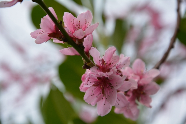 Nature branch blossom plant Photo