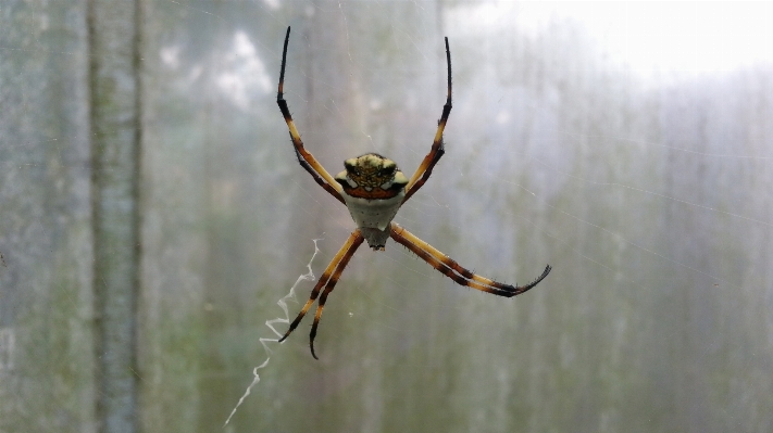 Foto Natura animale ragnatela insetto