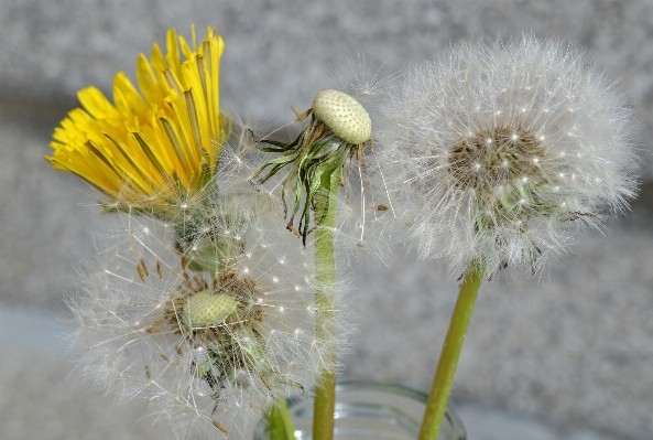 自然 草 植物 写真撮影 写真