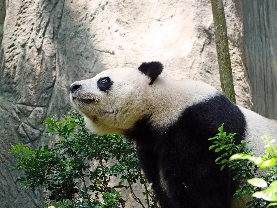 Nature branch bear wildlife