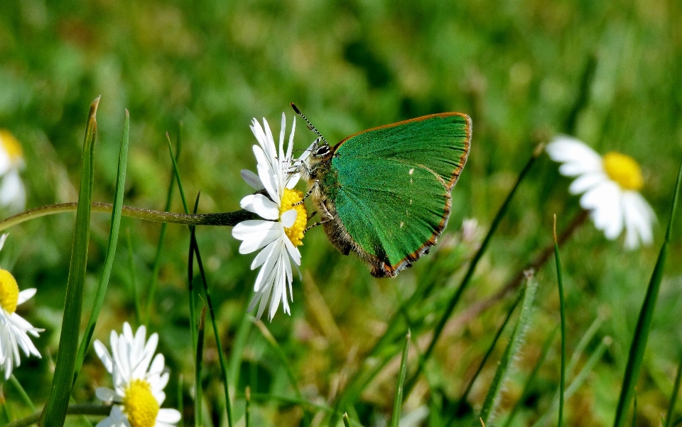 Natura erba ala pianta