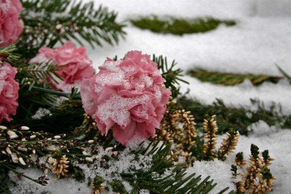 Baum natur zweig blüte Foto