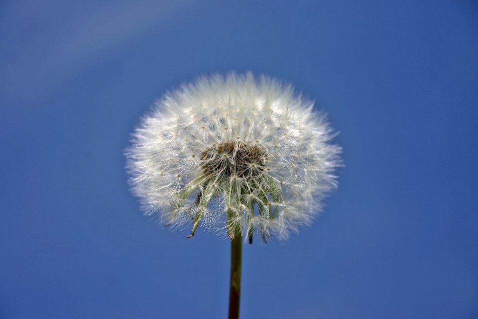 自然 植物 天空 草地