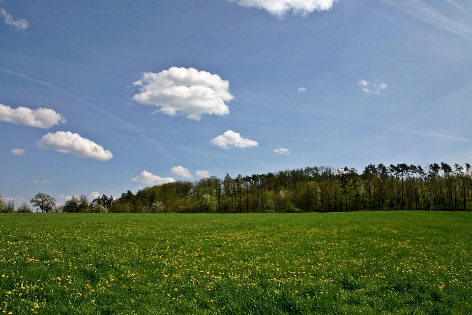 Paysage arbre nature forêt