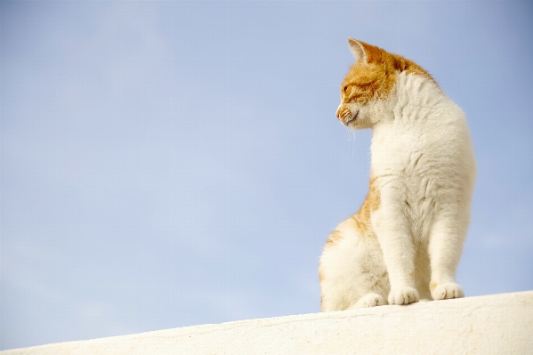 Foto Céu animal gato mamífero