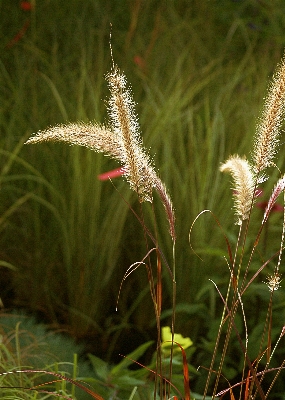 Nature grass bokeh plant Photo