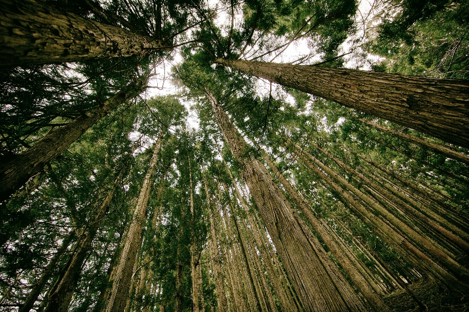 Paisaje árbol naturaleza bosque