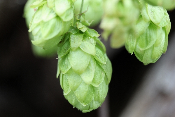 Plant leaf flower food Photo