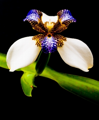 Natur blüte anlage fotografie Foto