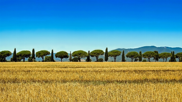 Landscape horizon plant sky Photo