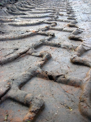 Path sand rock wood Photo