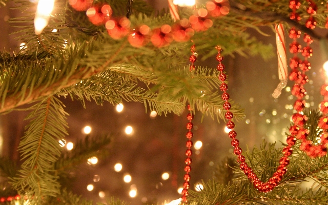 Foto Albero ramo vacanza natale